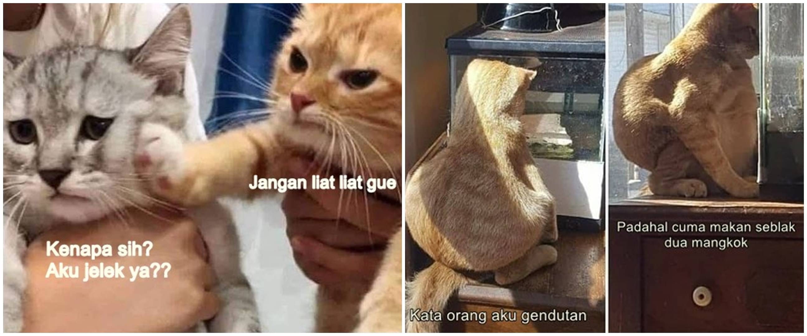 Meme Lucu Kucing Insecure Yang Bikin Ngakak Popmama Community