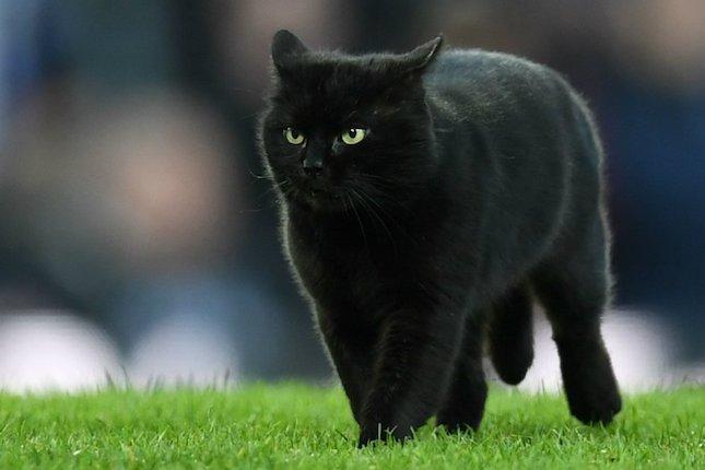 10 Mitos Kucing Hitam Dari Berbagai Negara Popmama Community