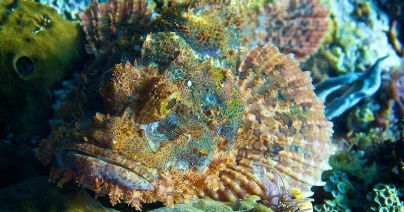 Ikan Batu Yang Paling Beracun Dan Mematikan Di Dunia