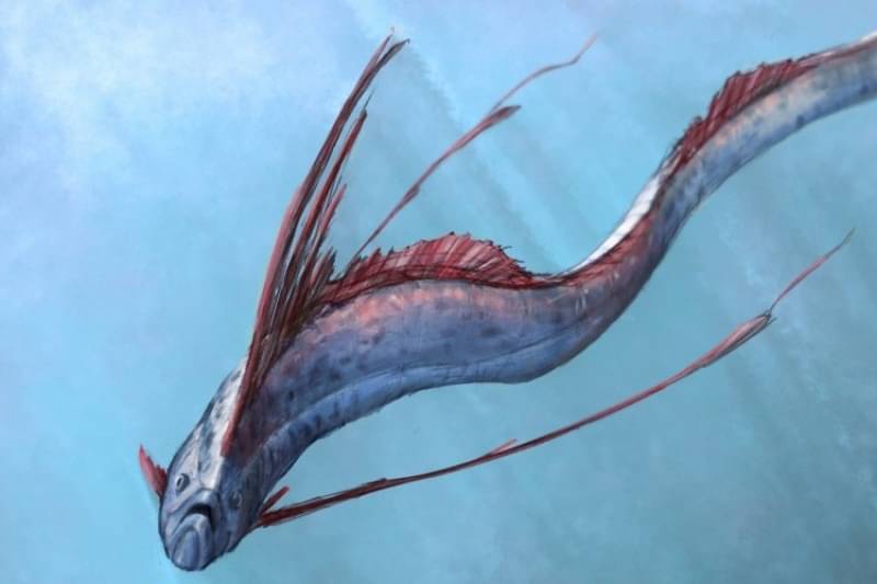 Apa Itu Ikan Oarfish?