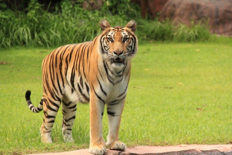 10 Arti Mimpi Dikejar Harimau dari Berbagai Pandangan