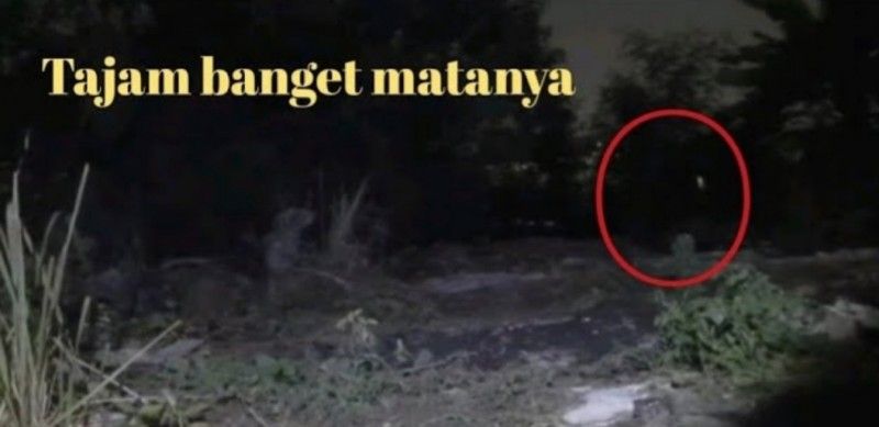 L!VE, SOSOK MISTERIUS DAN MENYERAMKAN, Sorotan Mata Sang Penghuni Rawa