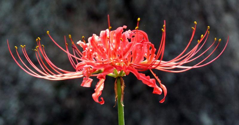 Arti Bunga Red Spider Lily dan Asal Usulnya