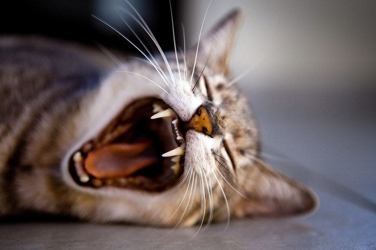 Benarkah Bulu Kucing Bahaya Bagi Anak dan Ibu Hamil?  Popmama.com
