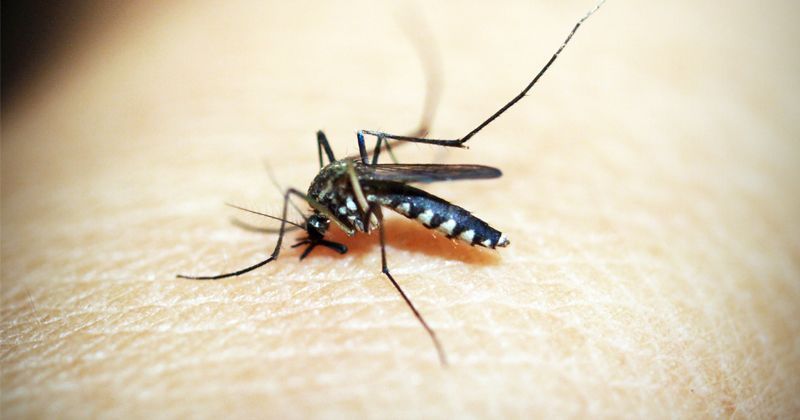 1. Penyebab virus zika perlu diwaspadai karena nyamuk bisa menyebarkan penyakit ke orang masih sehat