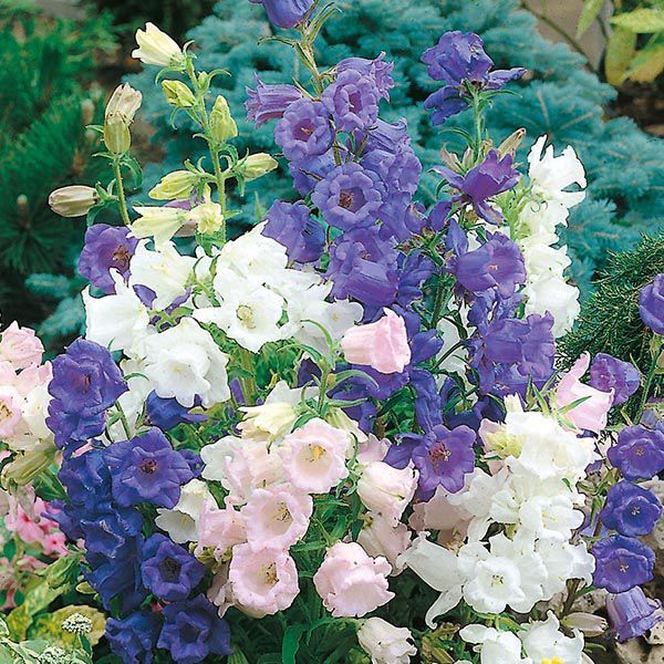 7 Jenis Bunga Yang Cocok Ditanam Di Taman Rumah Popmama Com