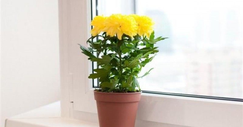 2. Chrysanthemum atau bunga krisan