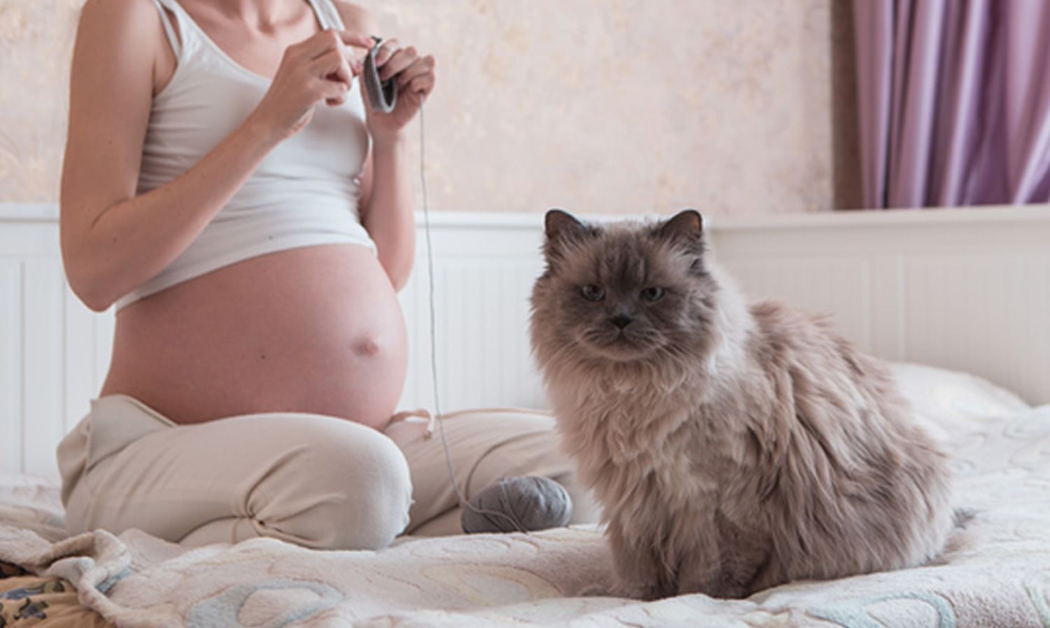 Bahaya Toksoplasma bagi Kehamilan serta Cara Mencegahnya