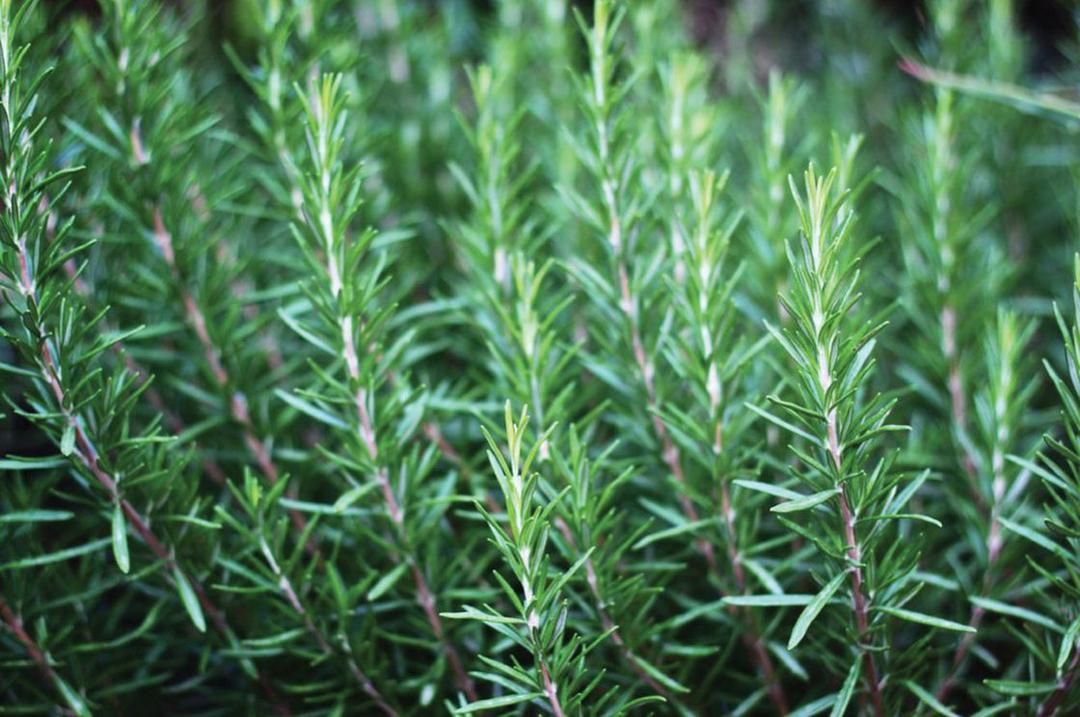 3. Rosemary wangi khas