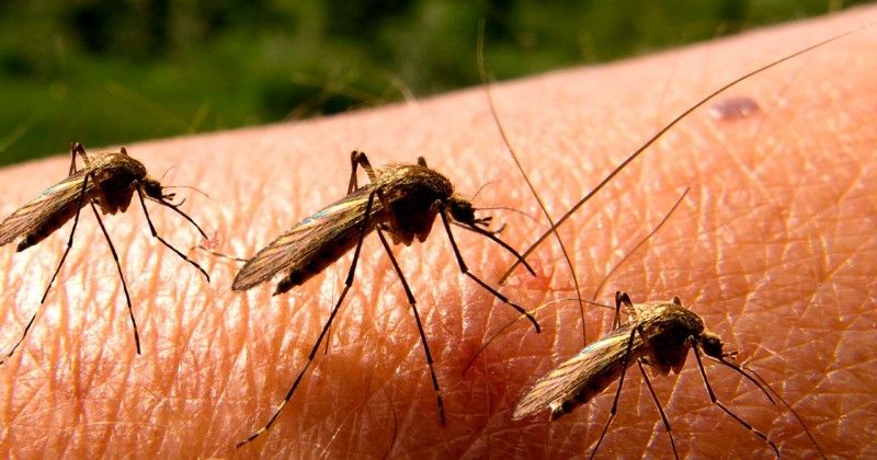 Cara mengusir nyamuk malaria