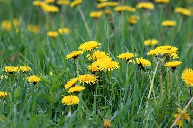 9. Daun dandelion