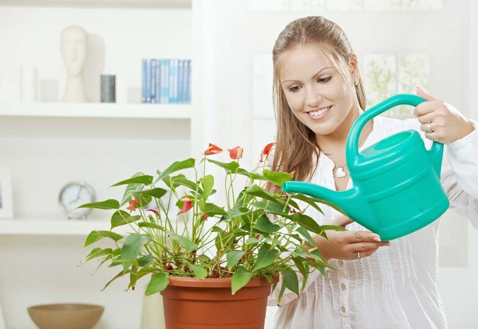 1. Meletakkan tanaman ruangan dapat menjaga mood