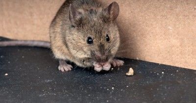 8 Cara Mengusir Tikus dengan Bahan yang Bisa Kamu Temukan di Rumah