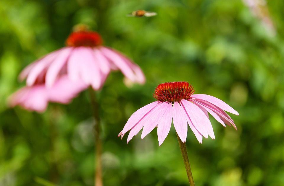 6. Purple coneflower