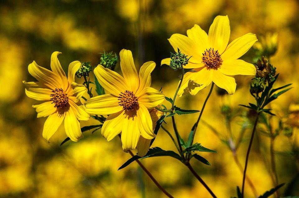 3. Coreopsis