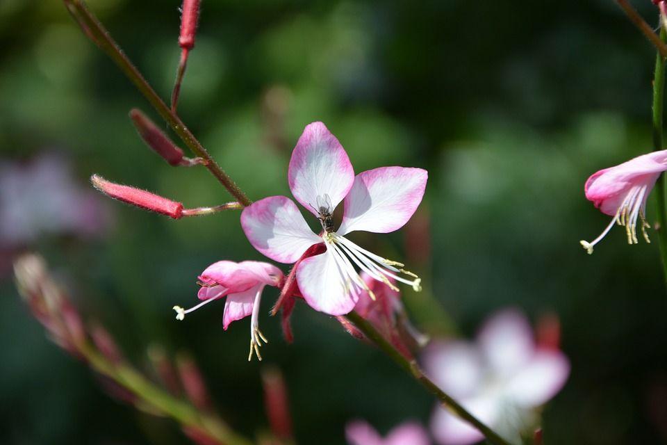 7. Gaura