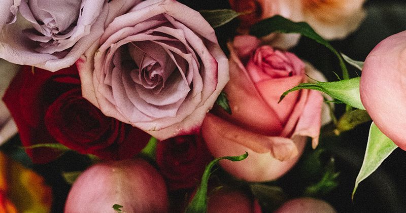 1. Bunga mawar menjadi bentuk ungkapan kasih sayang berbagai pilihan warna