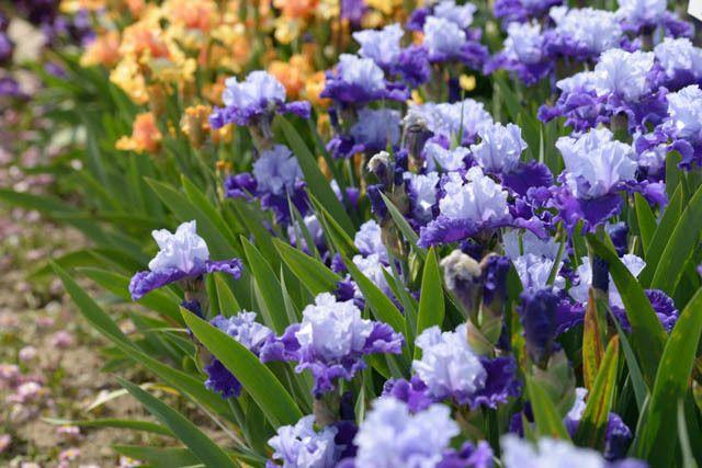 7. Bearded Iris