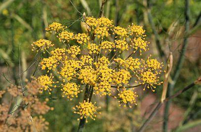 2. Bronze Fennel