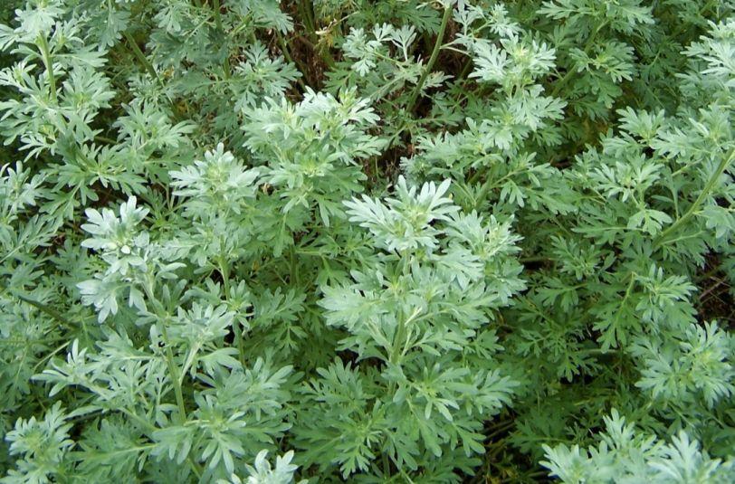 3. Common Wormwood