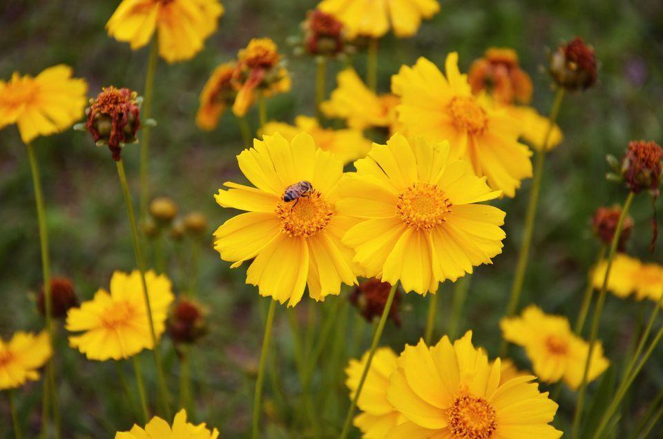 4. Coreopsis