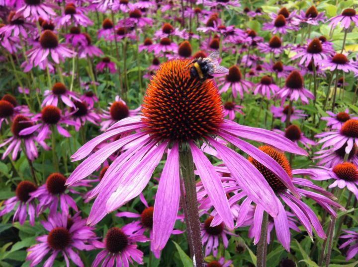 5. Coneflower