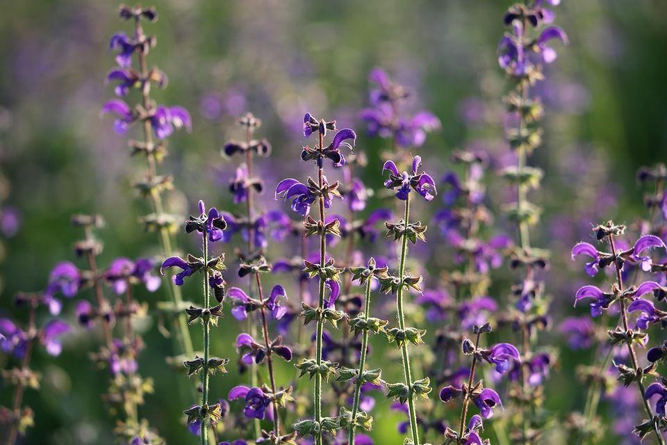 1. Salvia