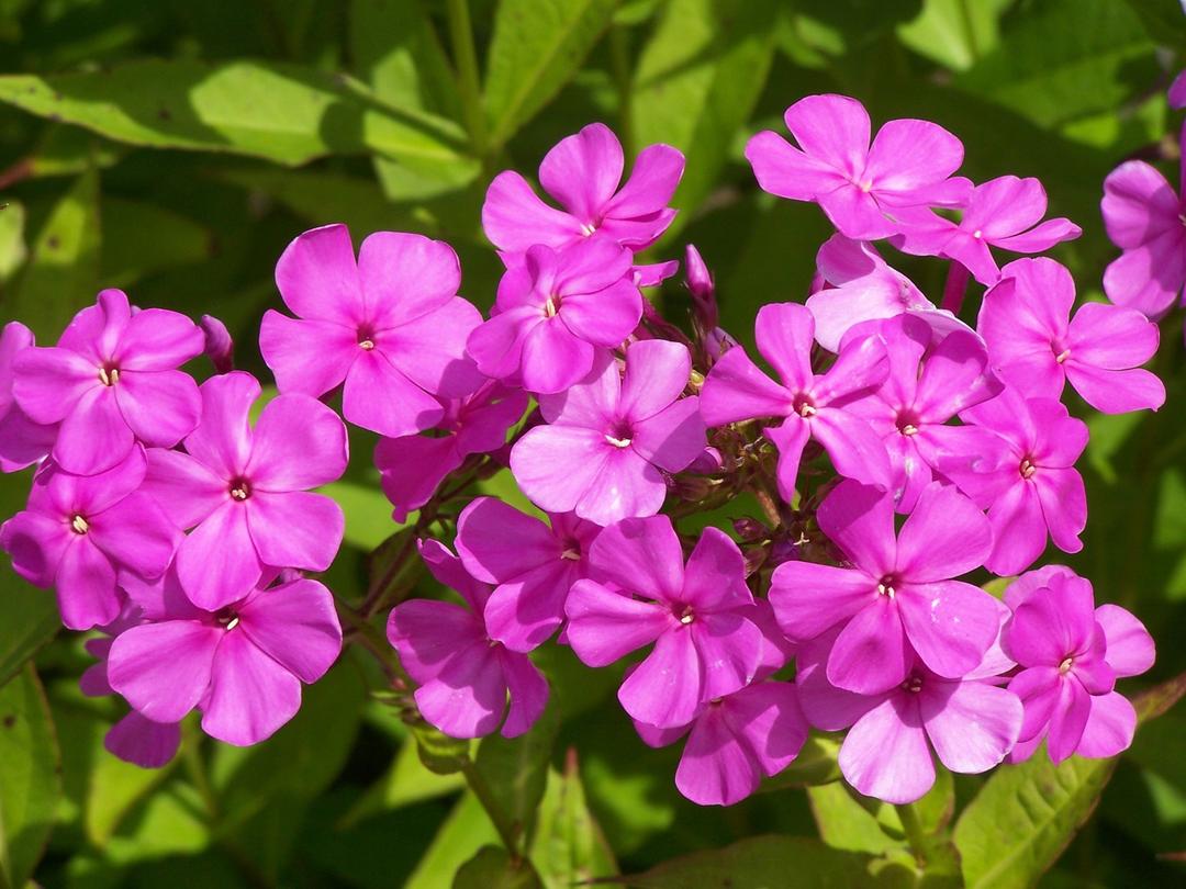 6. Phlox