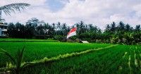 8. Apa kelebihan kekurangan iklim tropis Indonesia