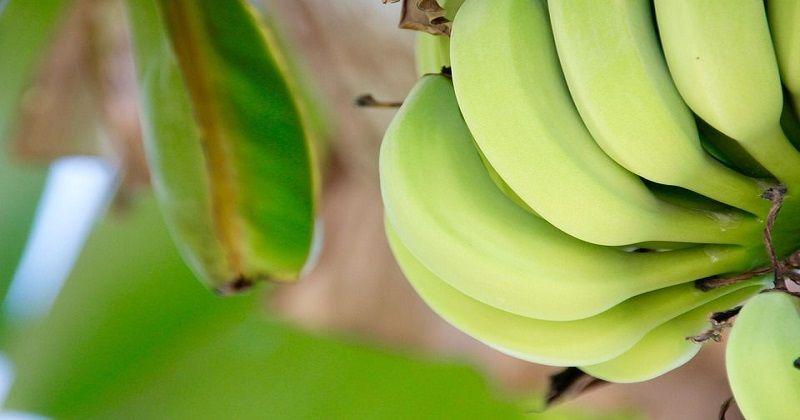 1. Pisang guna mengatur kadar gula dalam tubuh