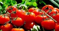 3. Buah Tomat sistem kekebalan tubuh