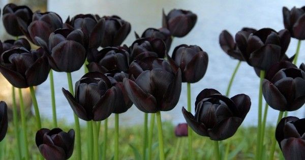 Berwarna Gelap 5 Bunga Ini Tetap Bisa Memperindah Taman Rumah Popmama Com