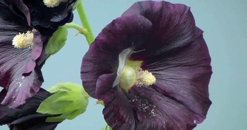 3. Nigra Hollyhock