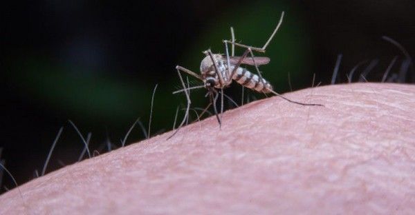 Cara mengusir nyamuk menggunakan serai