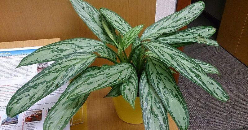 3. Aglaonema