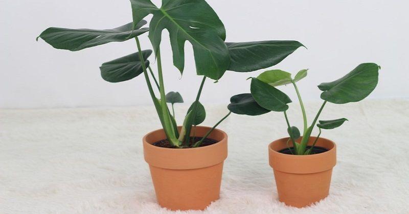 4. Monstera