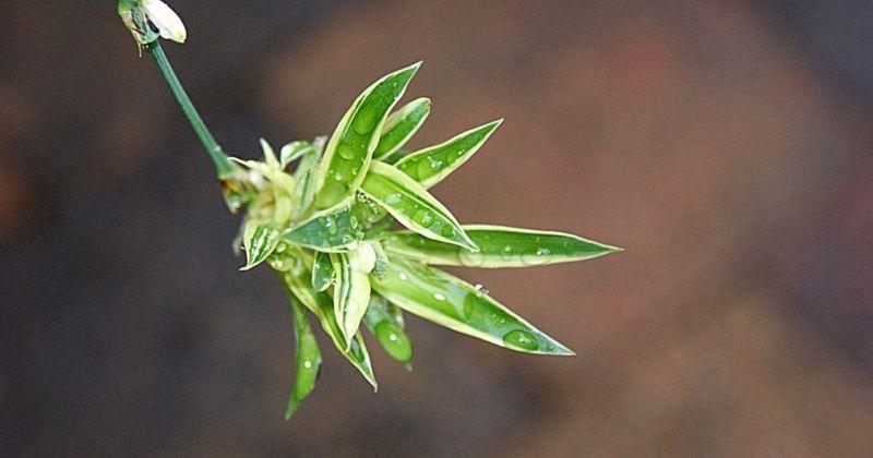 2. Spider plant