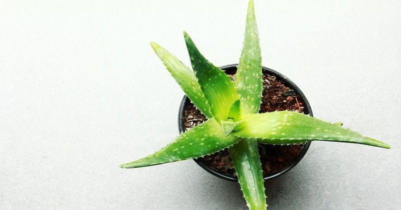 5. Aloe vera