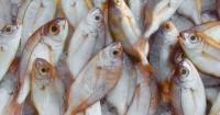 1. Ikan memiliki segudang nutrisi anak