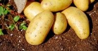 6. Puree kentang keju