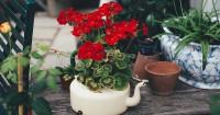 6. Geranium pu warna indah mampu usir nyamuk