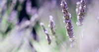 1. Lavender jadi tanaman paling ampuh mengusir nyamuk