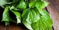 3. Ramuan daun sirih