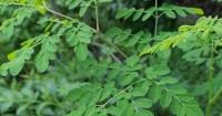 Mengandung Banyak Nutrisi, Ini Manfaat Daun Kelor Ibu Menyusui