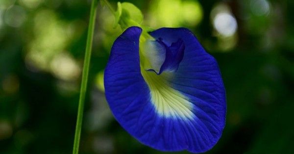 Khasiat bunga telang biru