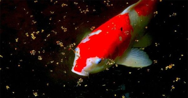 5 Keuntungan Memiliki Kolam Ikan Di Sekitar Rumah Popmama Com