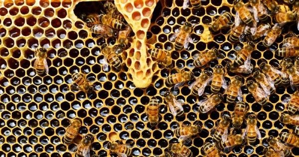 Manfaat Propolis Bagi Kesehatan Kulit Popmama 