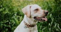 11. Shio anjing