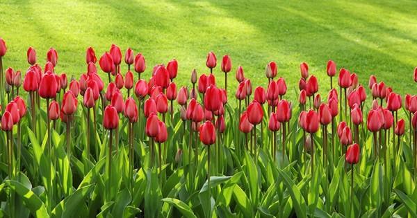 Unduh 500 Koleksi Background Hijau Lily HD Gratis
