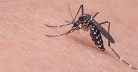 10 Cara Menghilangkan Bekas Gigitan Nyamuk Bayi